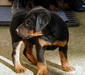 deutscher_jagdterrier_2