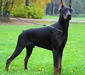 doberman_1
