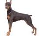 doberman_2