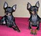 english_toy_terrier_1