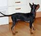 english_toy_terrier_2