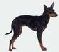 english_toy_terrier_3