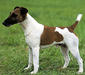 foxterrier_smoth_1