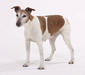 foxterrier_smoth_2