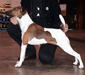 foxterrier_smoth_3