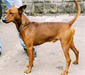german_pinscher_1