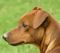 german_pinscher_2
