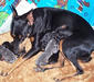 german_pinscher_4