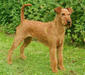 irish_terrier_1