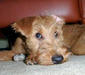 irish_terrier_2
