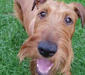 irish_terrier_3