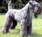 kerry_blue_terrier_1