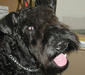 kerry_blue_terrier_2