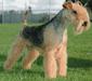 lakeland_terrier_1