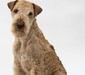 lakeland_terrier_2