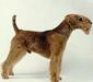 lakeland_terrier_3