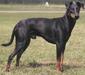 manchester_terrier_1