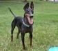 manchester_terrier_3