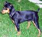 miniature_pinscher_1