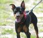 miniature_pinscher_2