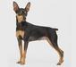 miniature_pinscher_3