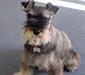 miniature_schnauzer_1
