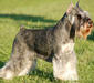 miniature_schnauzer_2