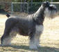 miniature_schnauzer_3