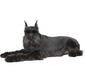 mittel_schnauzer_1