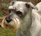 mittel_schnauzer_2