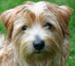 norfolk_terrier_1