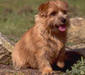norfolk_terrier_2