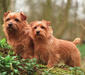 norfolk_terrier_3