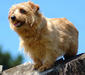 norfolk_terrier_4