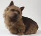 norwich_terrier_1