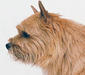 norwich_terrier_2