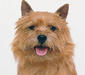 norwich_terrier_3