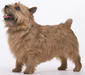 norwich_terrier_4