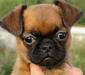 petit_brabancon_griffin_2