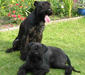 riesenschnauzer_1