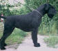 riesenschnauzer_2