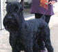 riesenschnauzer_3