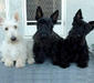 scottish_terrier_1
