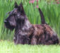 scottish_terrier_2