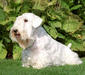 sealyham_terrier_1