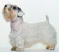 sealyham_terrier_2