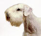 sealyham_terrier_3