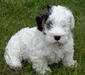 sealyham_terrier_4