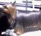 silky_terrier_1