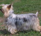 silky_terrier_2